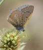 Polyommatus icarus